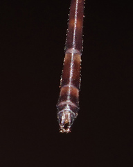 Drepanosticta rufostigma