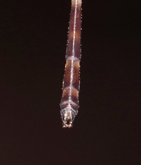 Drepanosticta rufostigma