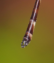 Drepanosticta rufostigma