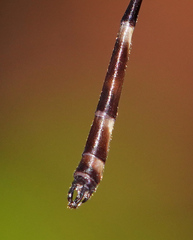 Drepanosticta rufostigma