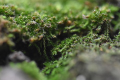 Venturiella sinensis