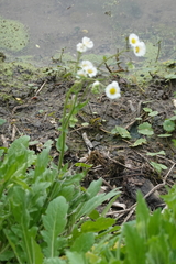 Erigeron philadelphicus