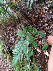 Dryopteris sordidipes