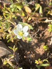Sabulina californica