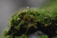 Venturiella sinensis