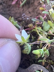Sabulina californica
