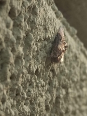 Satole ligniperdalis