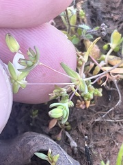 Sabulina californica