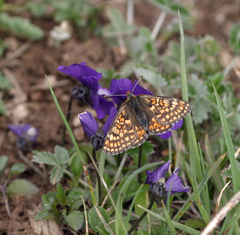 Viola altaica