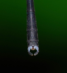 Devadatta