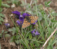 Viola altaica