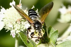 Tachytes guatemalensis