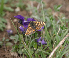 Viola altaica