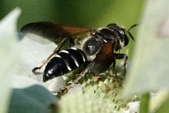 Tachytes guatemalensis