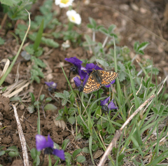 Viola altaica