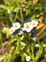 Plagiobothrys austinae