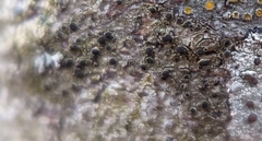 Rinodina