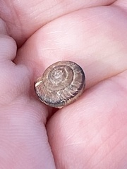 Xerotricha conspurcata