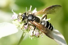 Tachytes guatemalensis