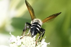 Tachytes guatemalensis