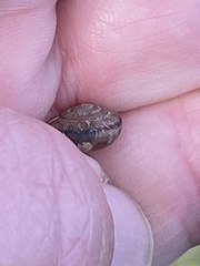 Xerotricha conspurcata