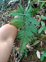 Dryopteris sordidipes