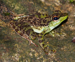 Staurois guttatus
