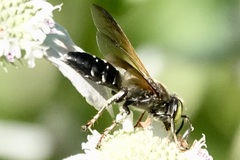 Tachytes guatemalensis