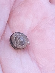 Xerotricha conspurcata