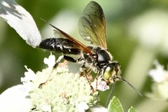 Tachytes guatemalensis