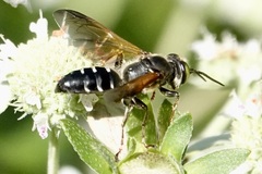 Tachytes guatemalensis