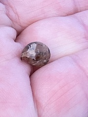 Xerotricha conspurcata