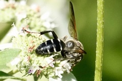 Tachytes guatemalensis