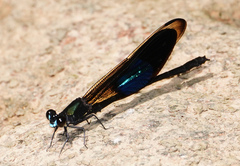 Euphaea subcostalis