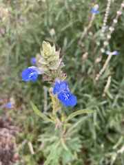 Salvia uliginosa