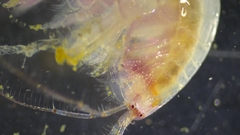 Ampeliscidae