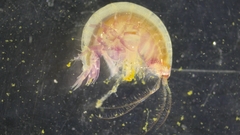 Ampeliscidae