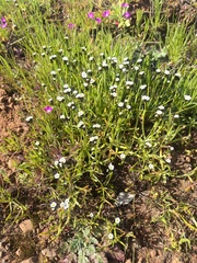 Plagiobothrys austinae