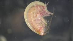 Ampeliscidae