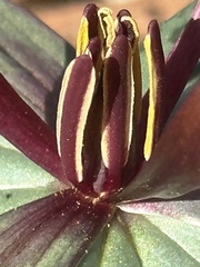 Trillium ludovicianum
