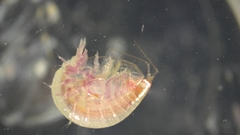 Ampeliscidae