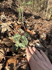 Trillium ludovicianum