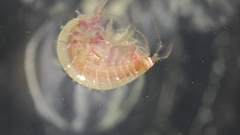 Ampeliscidae
