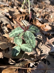 Trillium ludovicianum