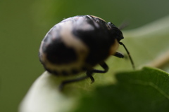 Poecilocoris lewisi
