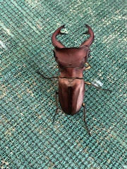 Cyclommatus weinreichi