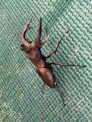 Cyclommatus weinreichi