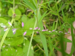 Polygala paniculata