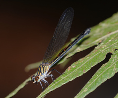 Euphaea