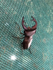 Cyclommatus weinreichi